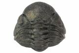 Wide, Enrolled Pedinopariops Trilobite - Mrakib, Morocco #125110-1